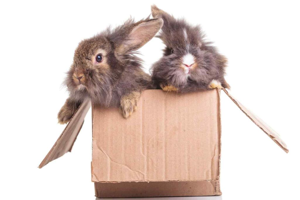 Rabbits Eat Cardboard