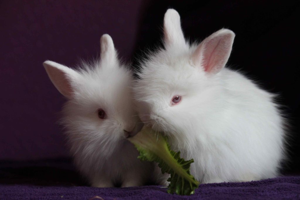 What Do Angora Rabbits Eat