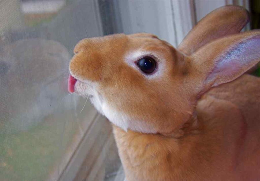 Why Do Rabbits Lick You