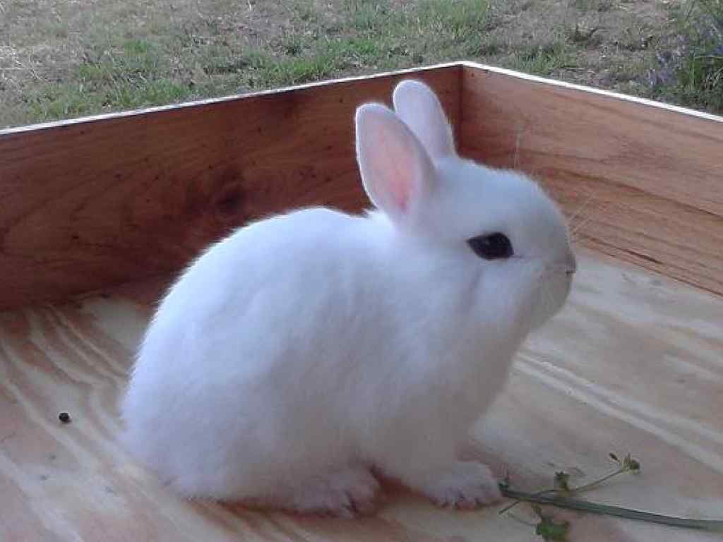 How Long Do Dwarf Hotot Rabbits Live