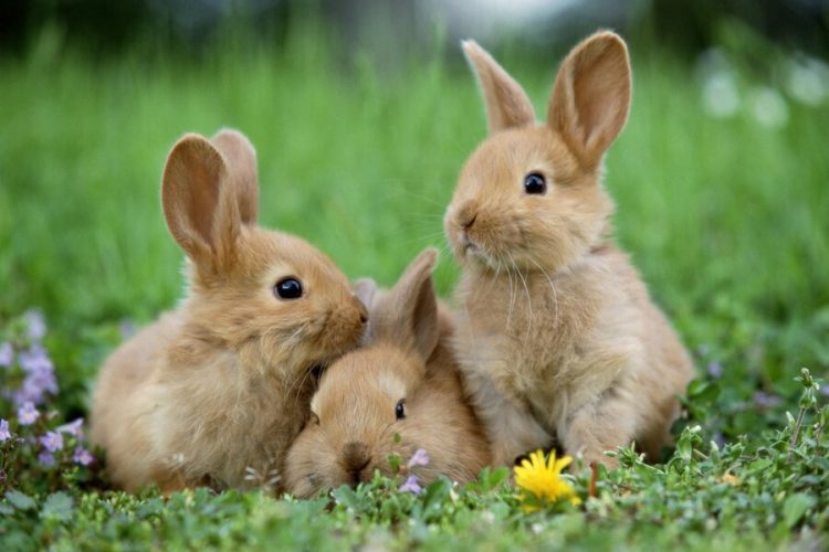 Rabbits Memory