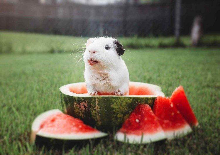 How Much Watermelon Can Rabbits Eat