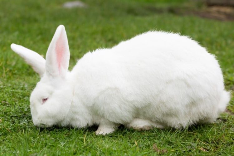 How To Care For Flemish Giant Rabbits