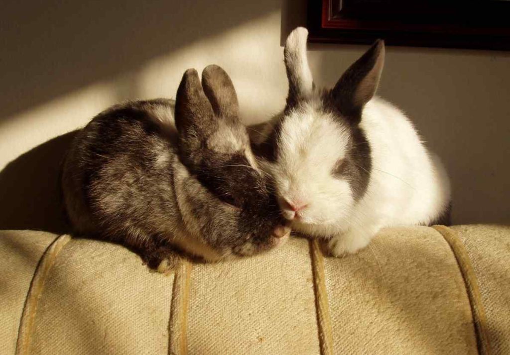 Much Sleep Do Rabbits Need