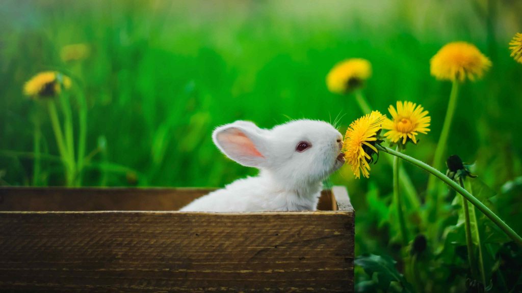 What Flowers Can Rabbits Eat