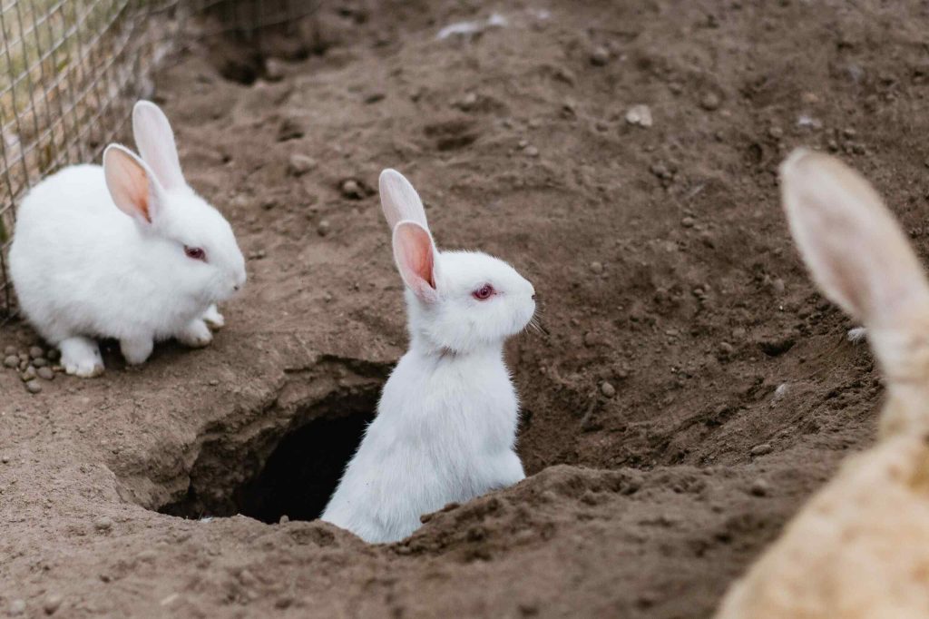 Keep Pet Rabbits From Digging Under Fence