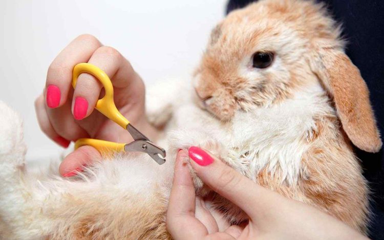Keep Rabbits Nails Short Without Cutting