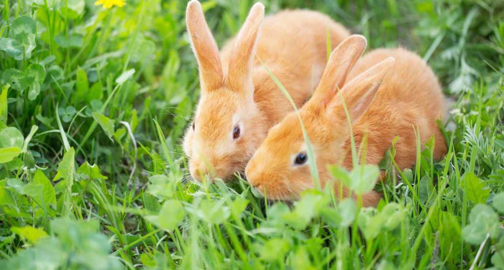 Keep Rabbits Out Of Your Garden With Ivory Soap