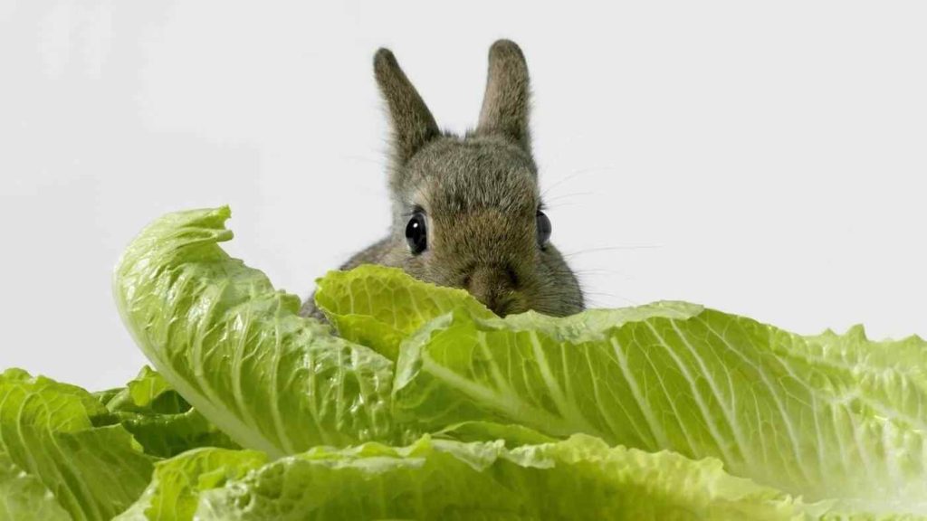 Protect Lettuce From Rabbits