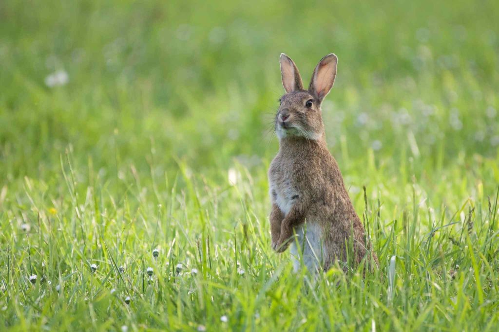 How To Stop Male Rabbits Mounting