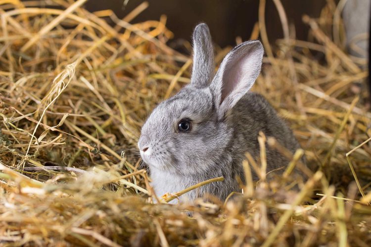 Store Hay For Rabbits