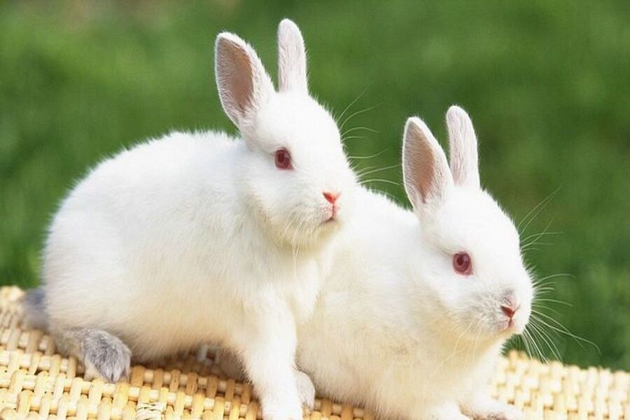 Rabbits Close Their Eyes 