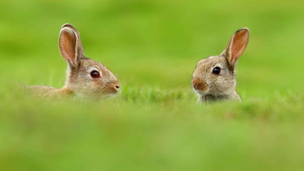 What Does Seeing Two Rabbits Mean