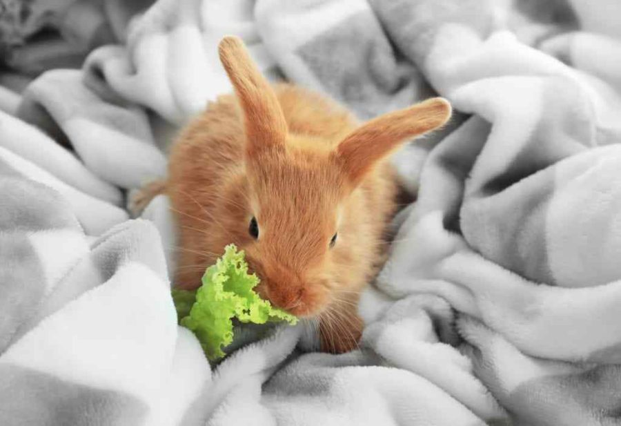 Protect Lettuce From Rabbits