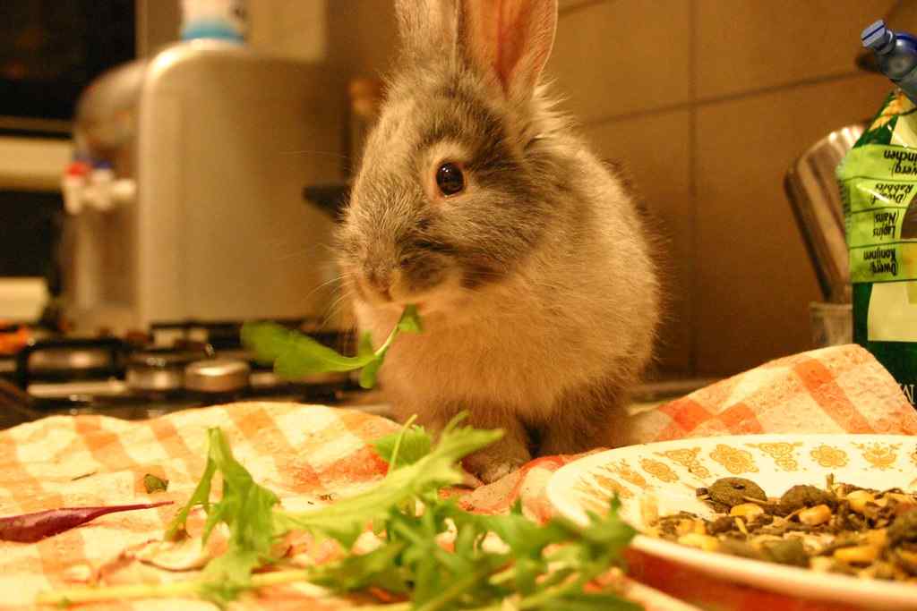 Why Do Rabbits Eat So Much