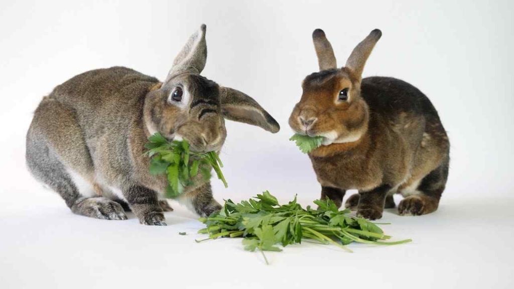 Rex Rabbits Eat