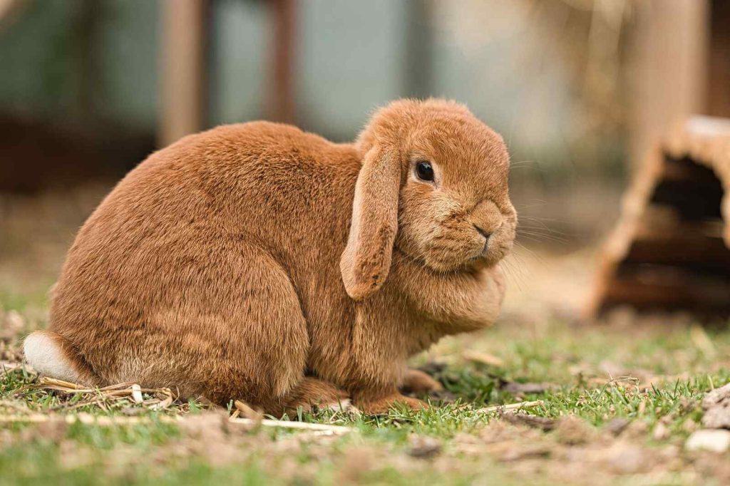 When Are Rabbits Fully Grown