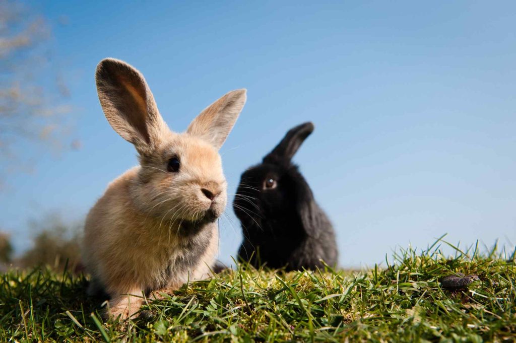 Rabbits At Petland