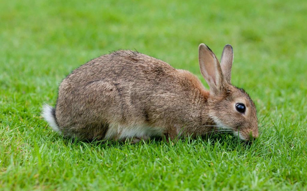 Repair Lawn Damaged By Rabbits