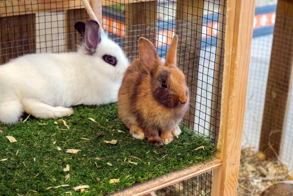 Rabbits Can Live Together In One Cage