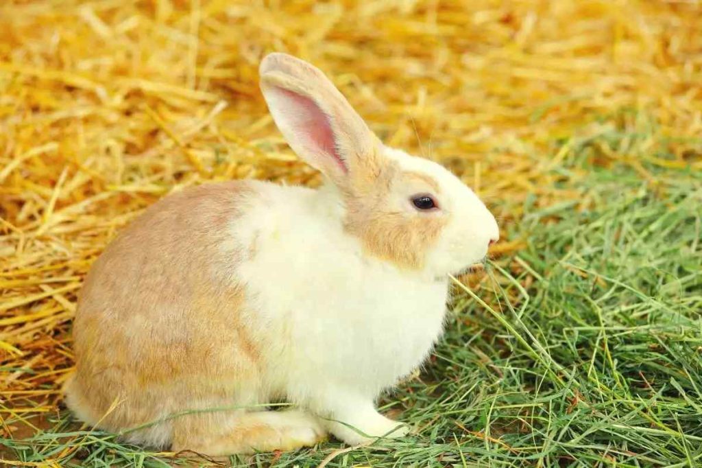 Rabbits Gain Weight