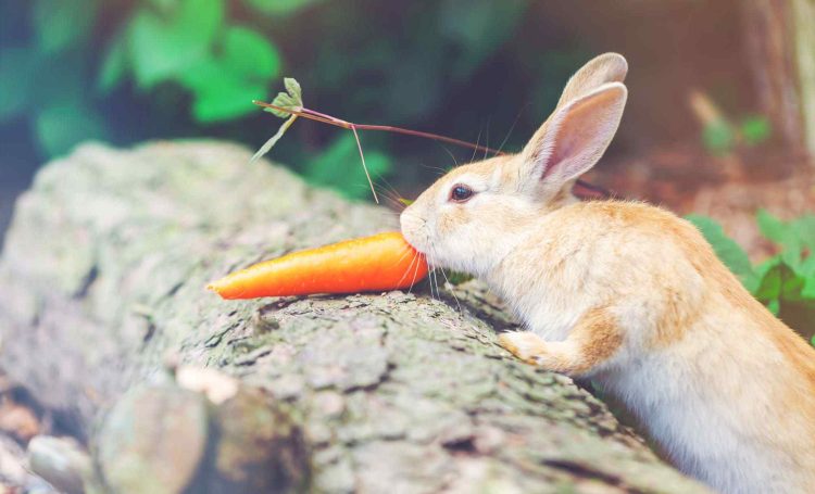 Rabbits Stop Eating