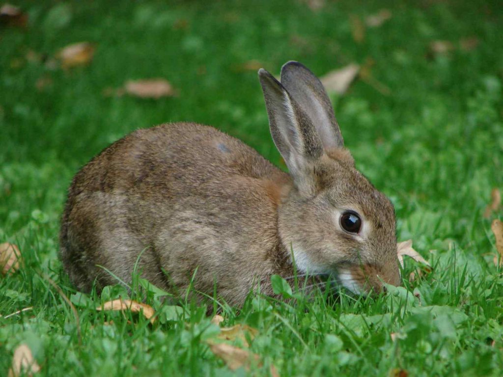 Repair Lawn Damaged By Rabbits