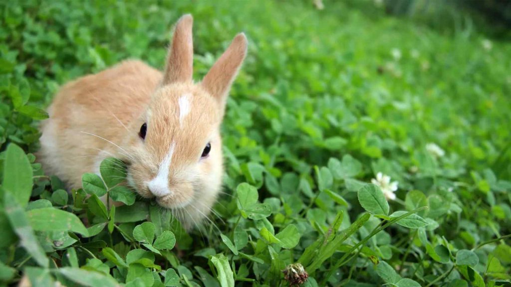 Attracts Rabbits To Your Yard