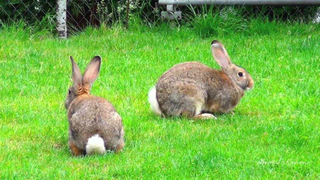 What Does Seeing Two Rabbits Mean