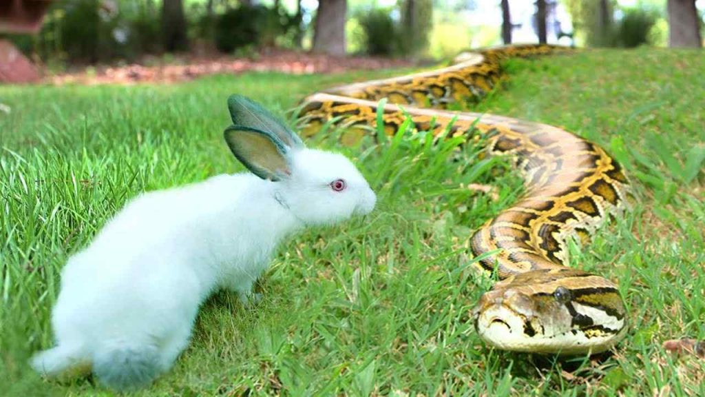 Animals Prey On Rabbits