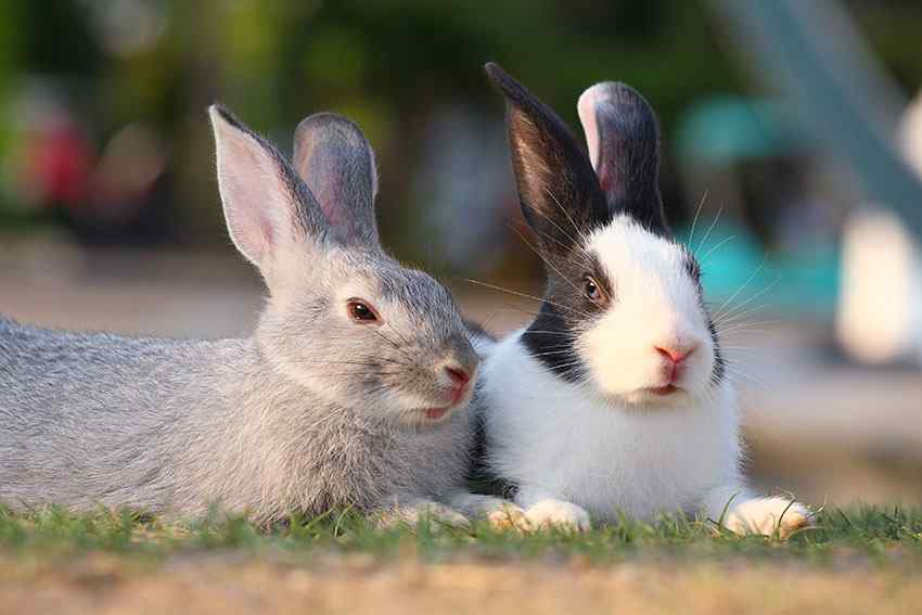Brother And Sister Rabbits