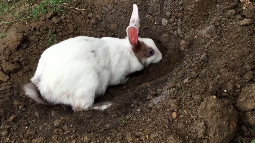 Keep Pet Rabbits From Digging Under Fence