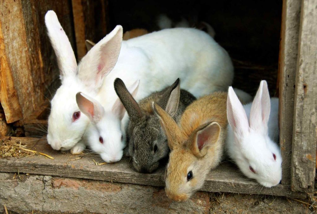 When To Wean Meat Rabbits