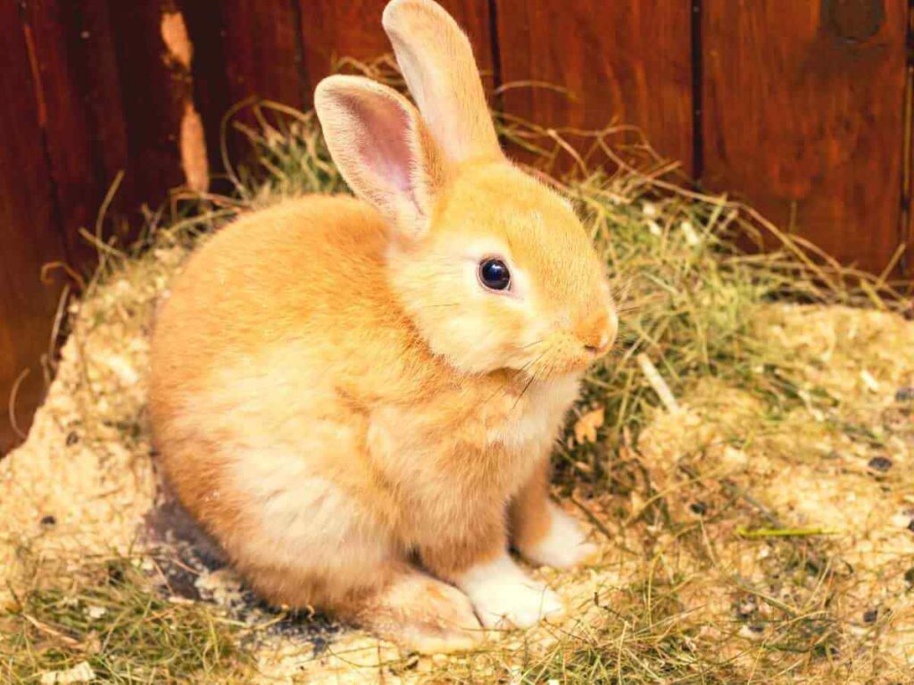 Store Hay For Rabbits