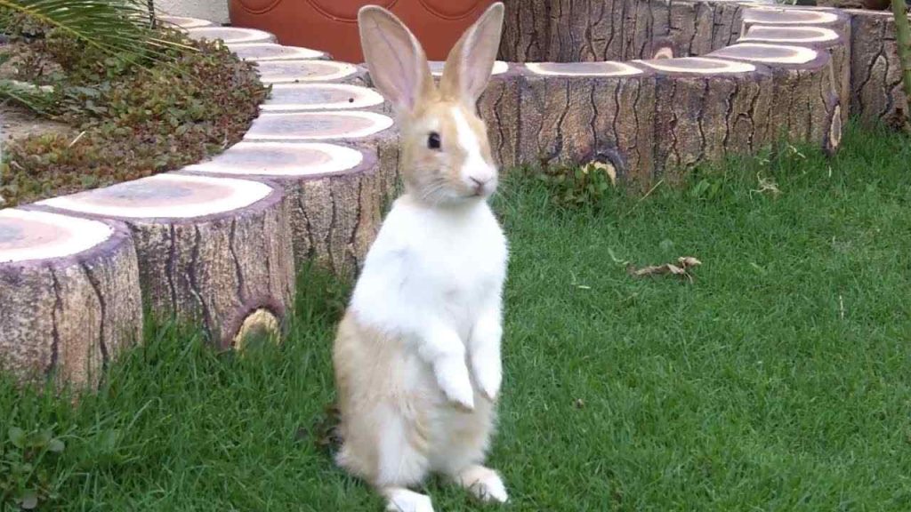 Why Do Rabbits Stand On Their Hind Legs