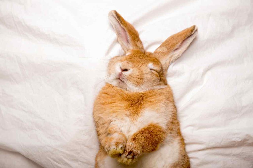 Much Sleep Do Rabbits Need