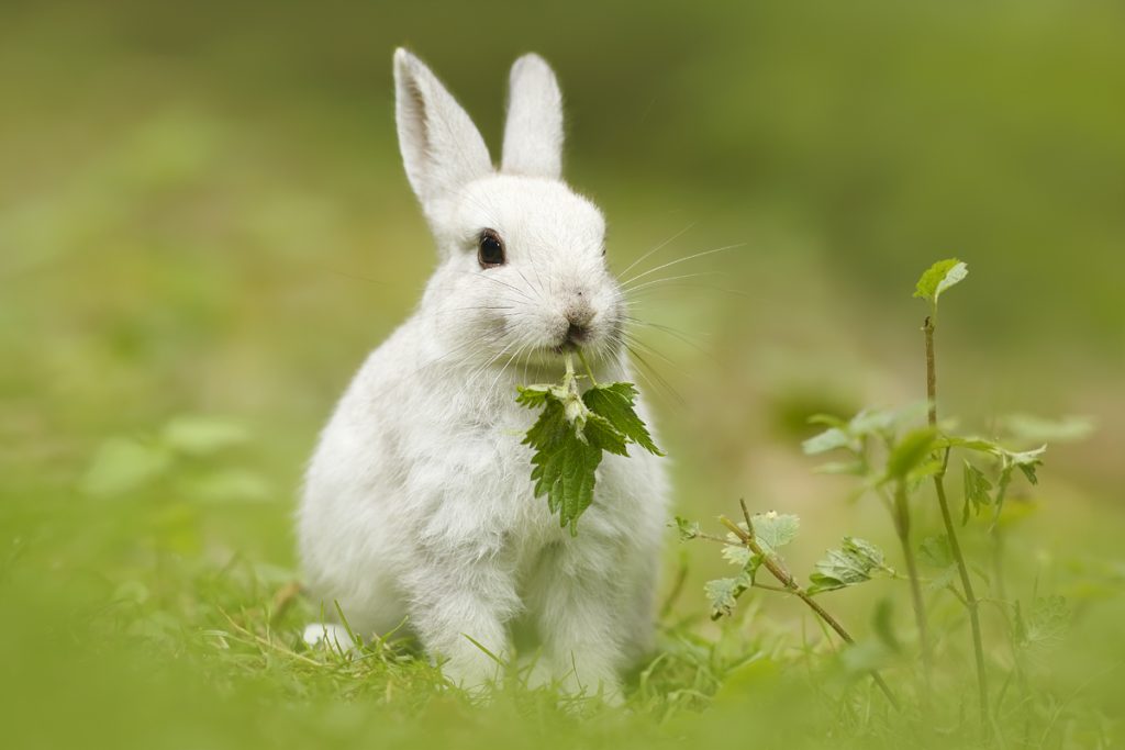 Keep Rabbits Out Of Your Garden With Ivory Soap