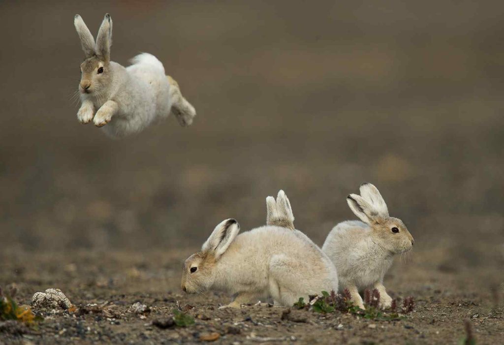 How To Stop Male Rabbits Mounting