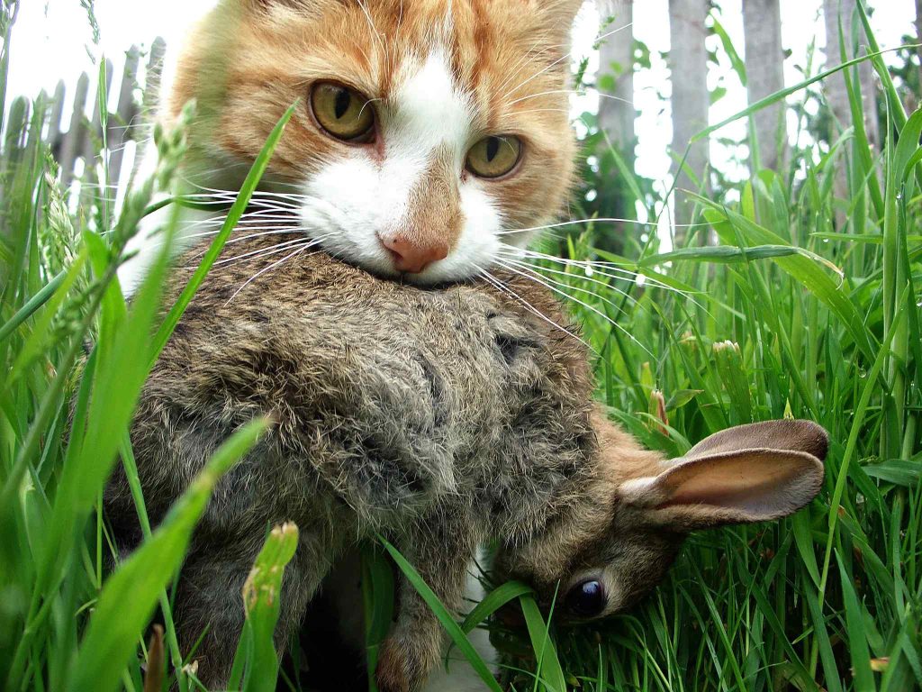 Keep Cats Away From Rabbits