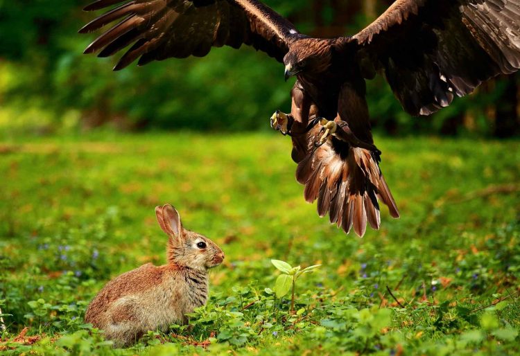 Animals Prey On Rabbits