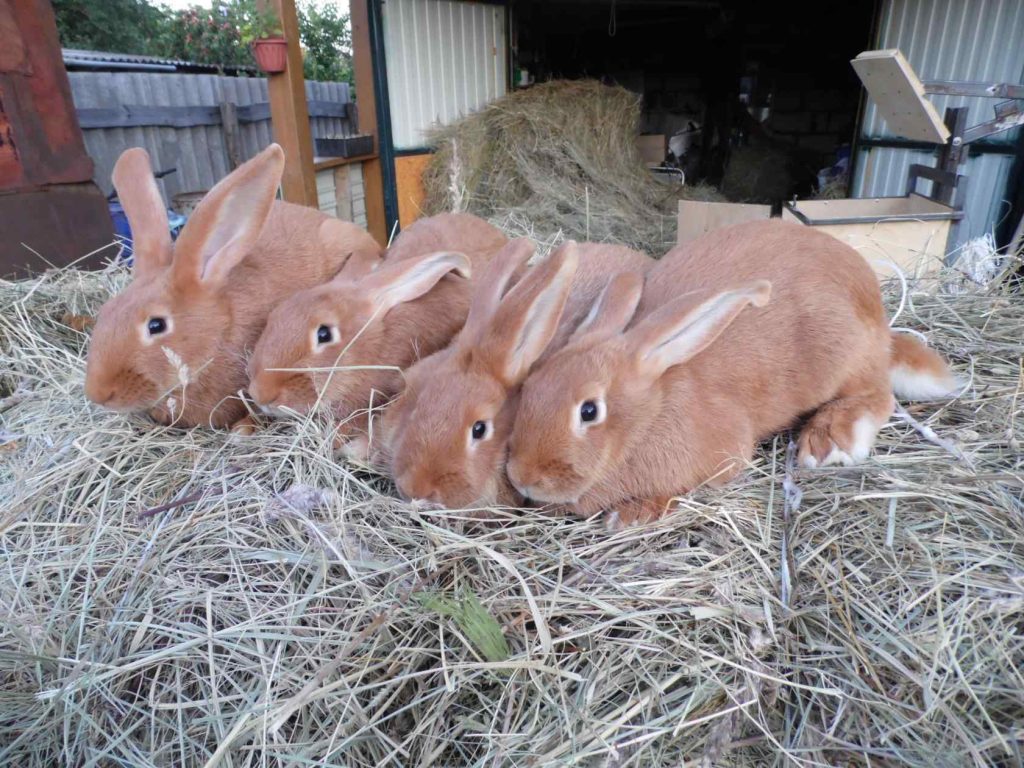 Rabbits Bedding
