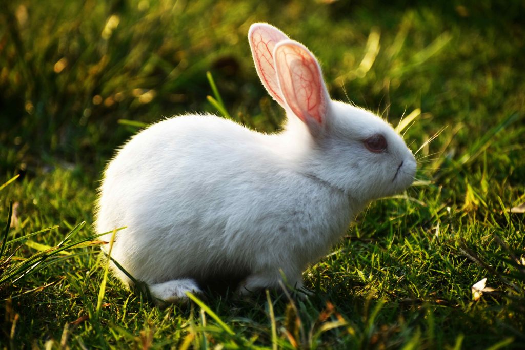 Attracts Rabbits To Your Yard