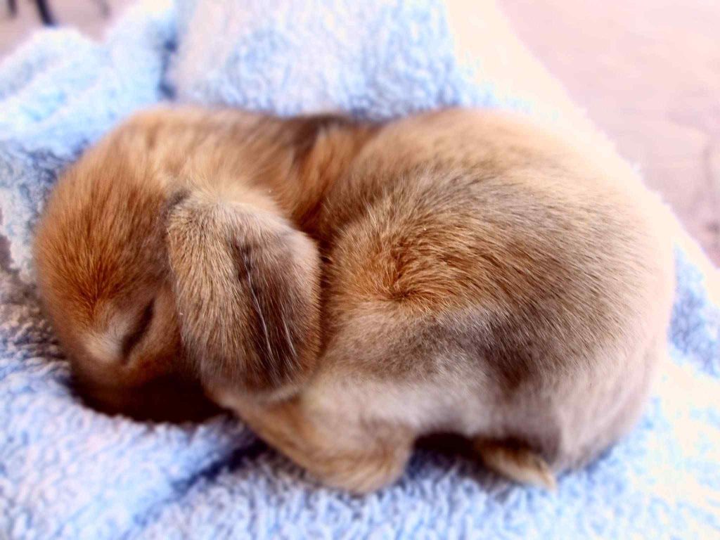 Rabbits Like To Sleep