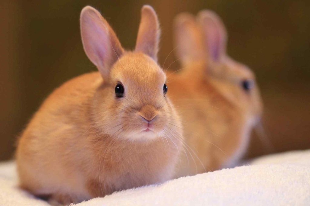 How Often Do Rabbits Blink