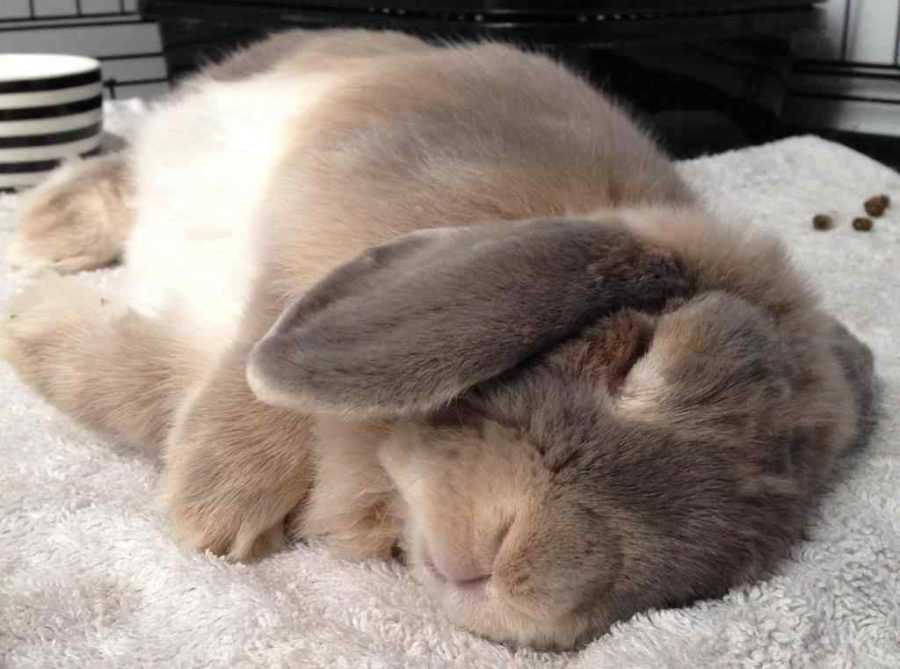 Rabbits Bedding