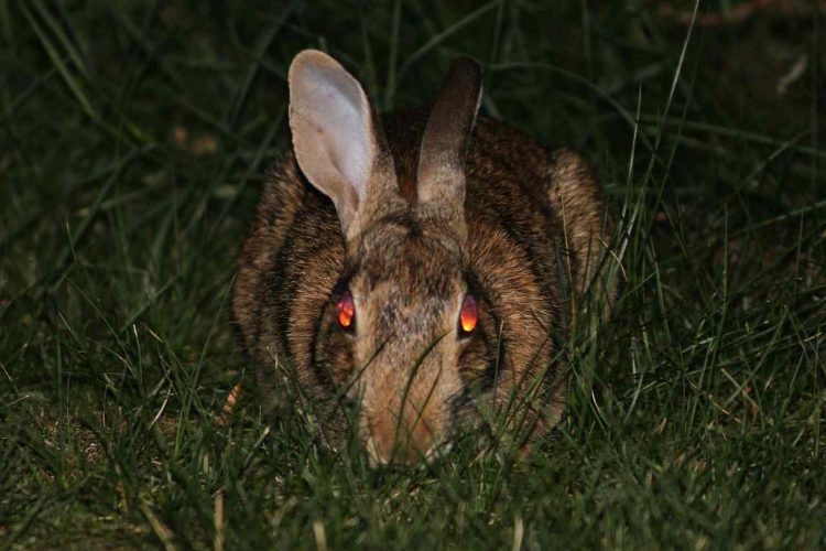 Kills Rabbits At Night