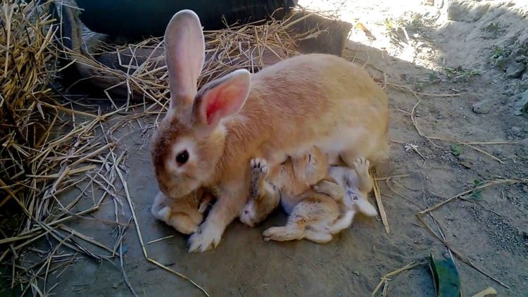 What To Feed Baby Rabbits Without A Mother