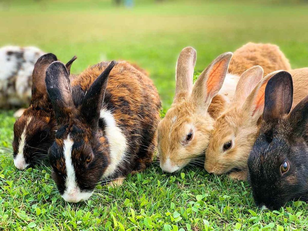 Rebreed Rabbits
