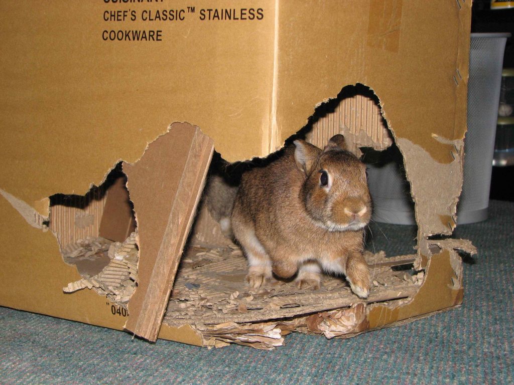 Rabbits Eat Cardboard
