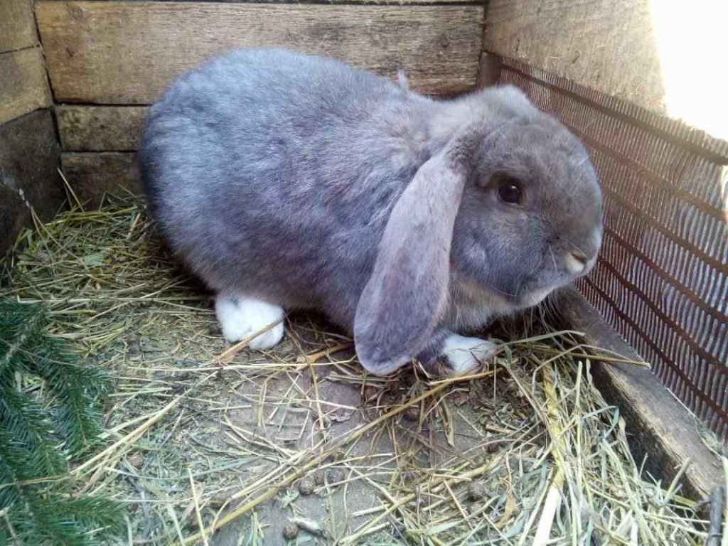 Rabbits Lay In Their Poop